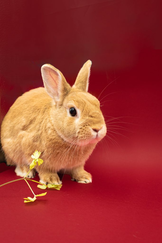 Cute ginger rabbit sitting on a vibrant red background, perfect for Easter or spring themes.