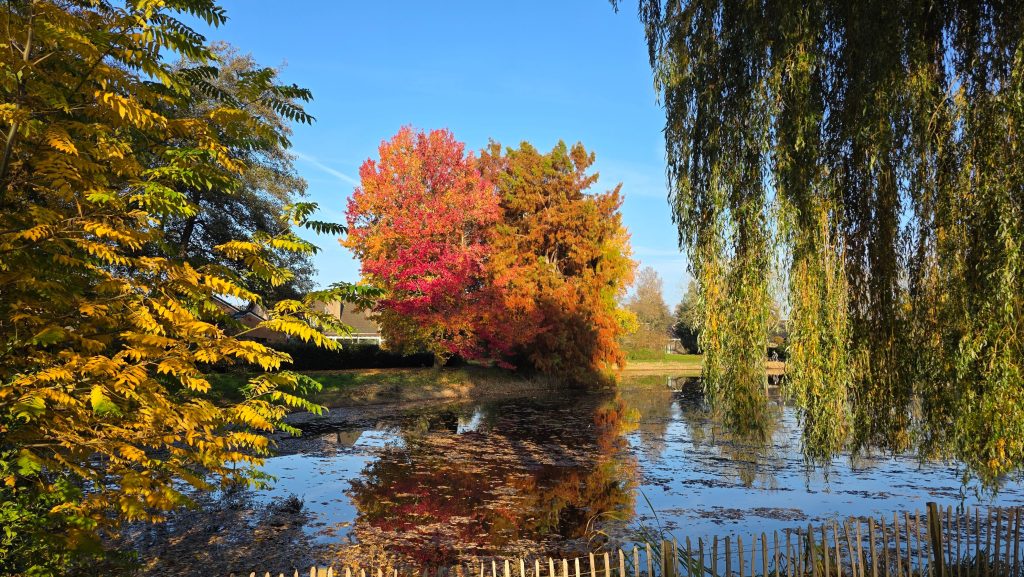 Colorful autumn trees mirrored in a calm pond, capturing nature's beauty.